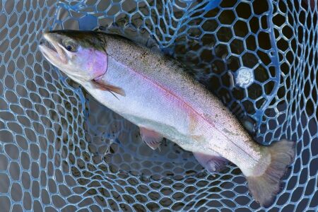 フライメインでルアーを少し ～岡崎トラウト…